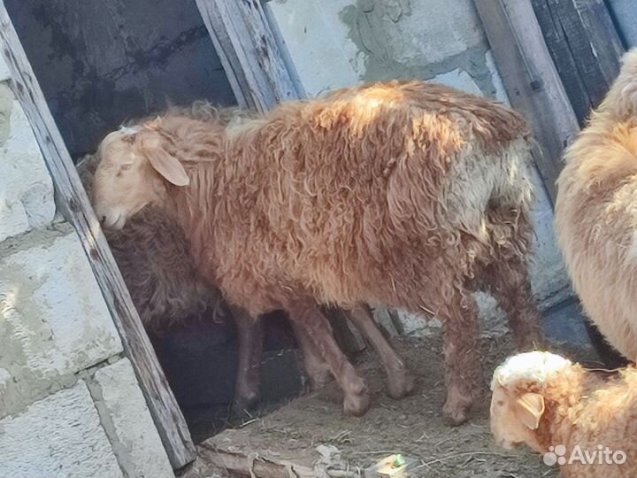 Эдельбаевские бараны