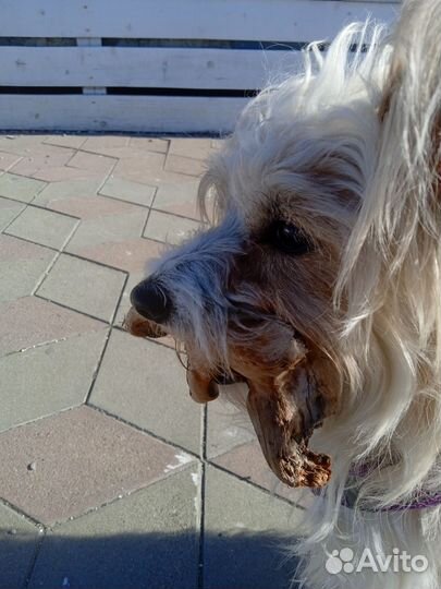 Китайская хохлатая в добрые руки