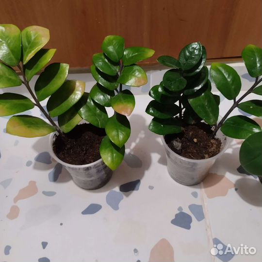 Комнатные растения, Глоксиния, Кроссандра