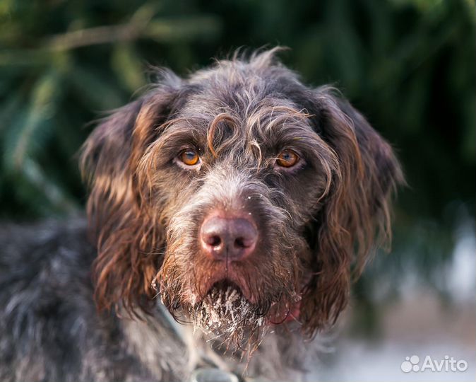 Оставили в электричке.собака в дар в добрые руки