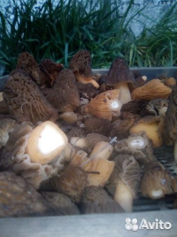 Травы,ягоды,корни