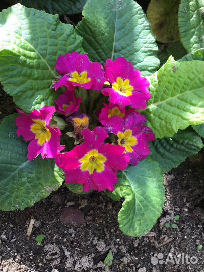 Многолетки