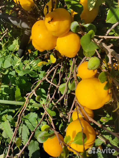 Айва японская плоды