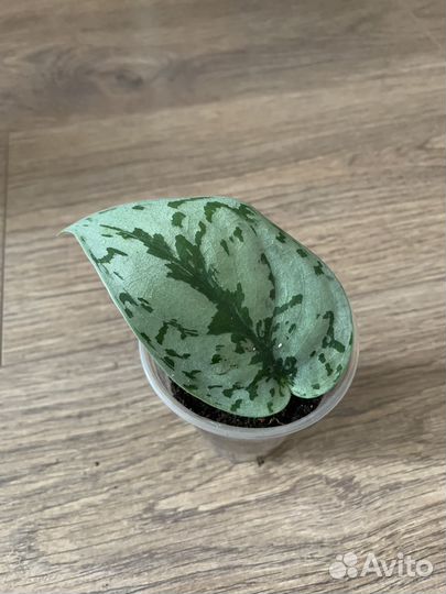 Сциндапсусы Обновлено 21.07