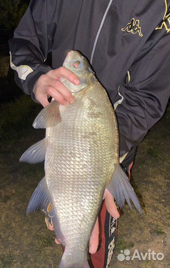 Судак/Лещ свежепойманный