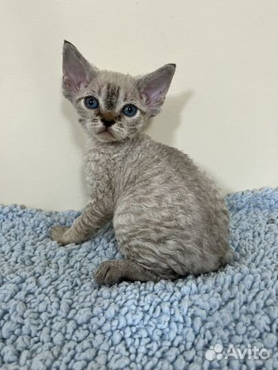 Девон-рекс голубоглазые котята