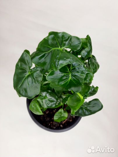 Филодендрон атом