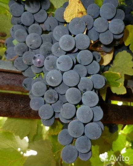 Саженцы винограда