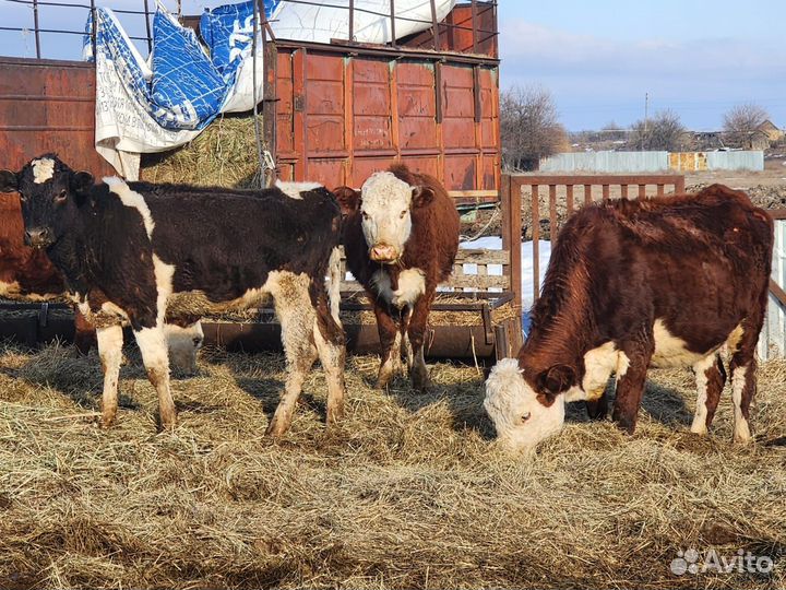 Продается телочки