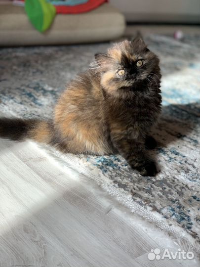 Шикарная девчушка