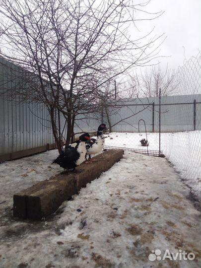 Семьи индоуток и гусей