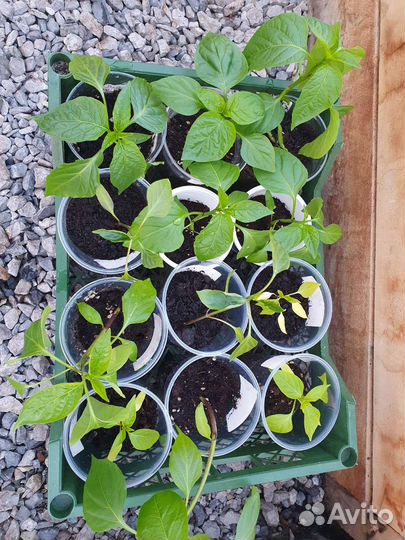 Перец острый