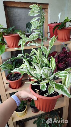 Комнатные растения, пеперомия, шефлера и др