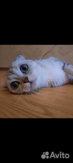 Кошки породистые бесплатно