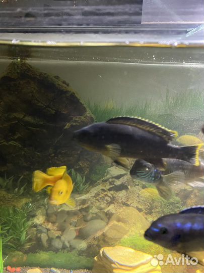 Рыбы цихлиды