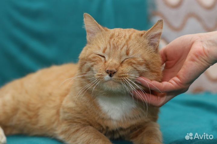 Фокс мечтает о семье