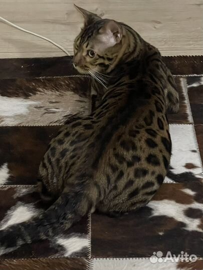 Бенгальский кот вязка