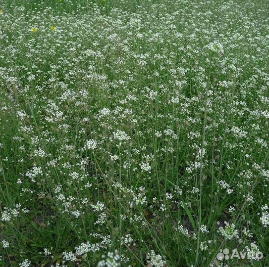 Семена пастушьей сумки 3 г