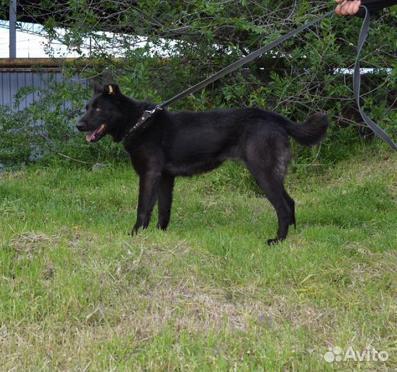 Жасмин в поисках дома