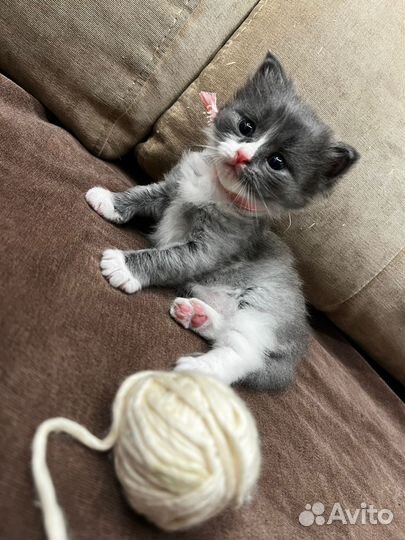 Отдаю в добрые, любящие руки котенка, девочку