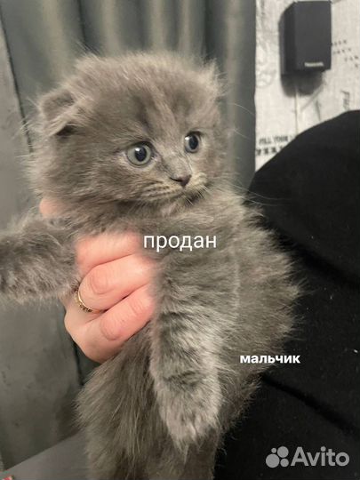 Шотландские котята