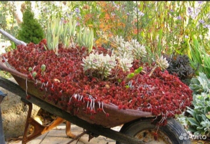 Очиток Dragons Blood (Дрэгонс Блад), растение