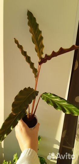 Калатея руфибарба