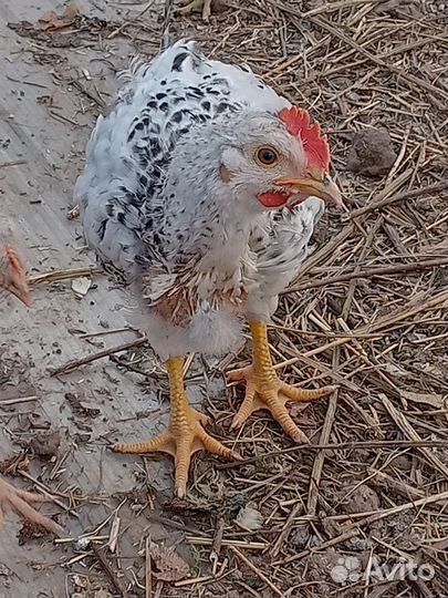 Молодые петушки