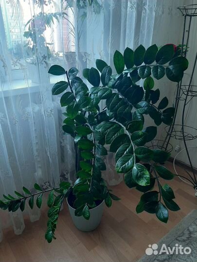 Замиокулькас