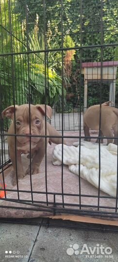 Щенки американского булли