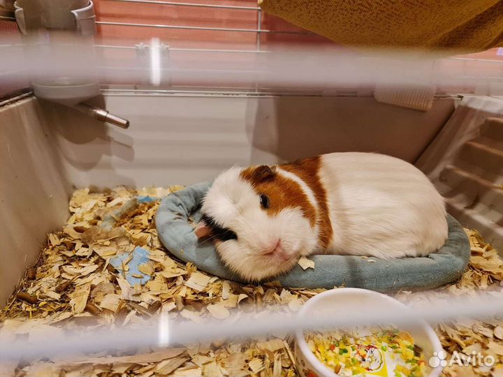 Породистые спокойные Морские свинки