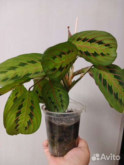 Маранта триколор