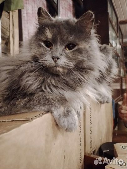 Кошка Алиса