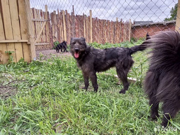 Самая лучшая собака в дом