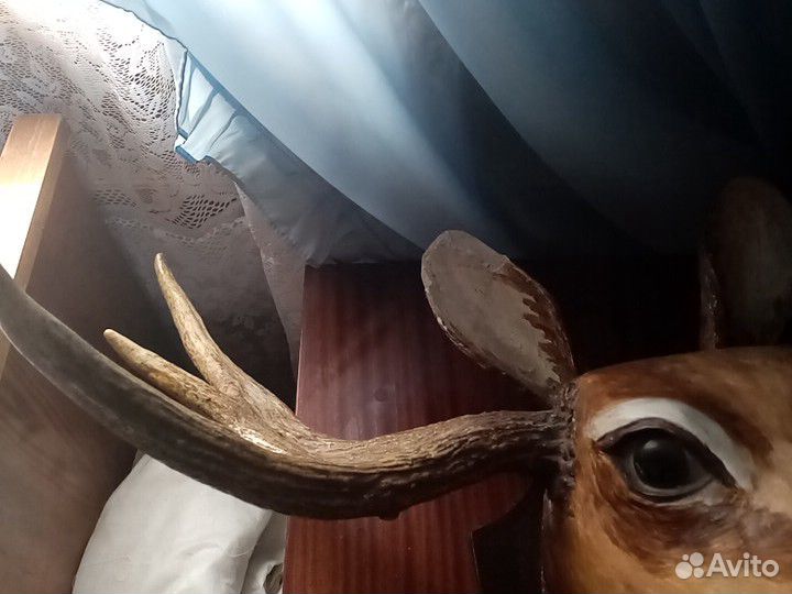 Чучело лося