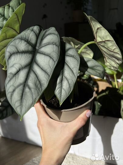 Алоказия сильвер драгон