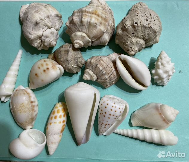 Морские ракушки раковины