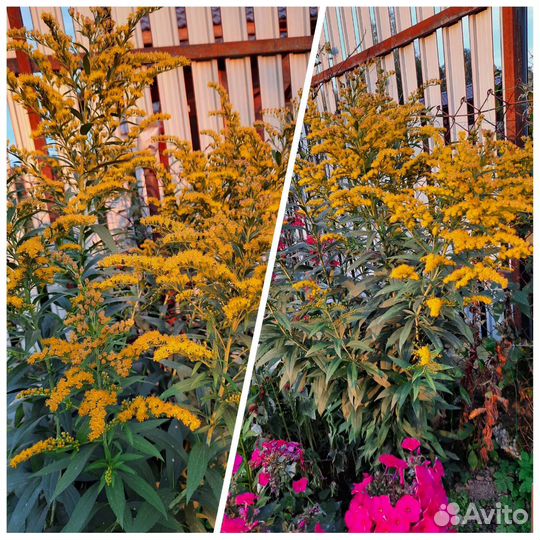 Многолетние цветы