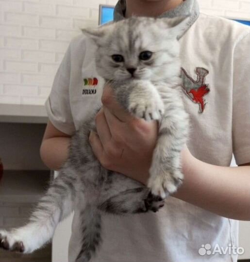 Шотландский кот вязка