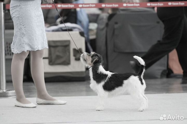 Лучшие От Чемпионов щенки Джек Рассел