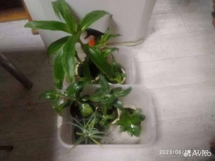 Золотой ус, алоэ, живородящее каланхоэ, денежное д