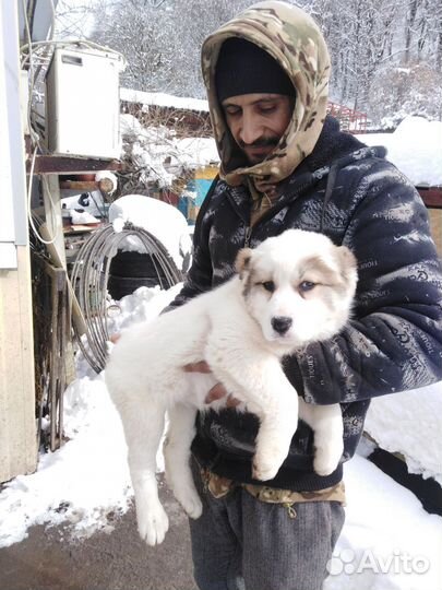 Щенки алабая