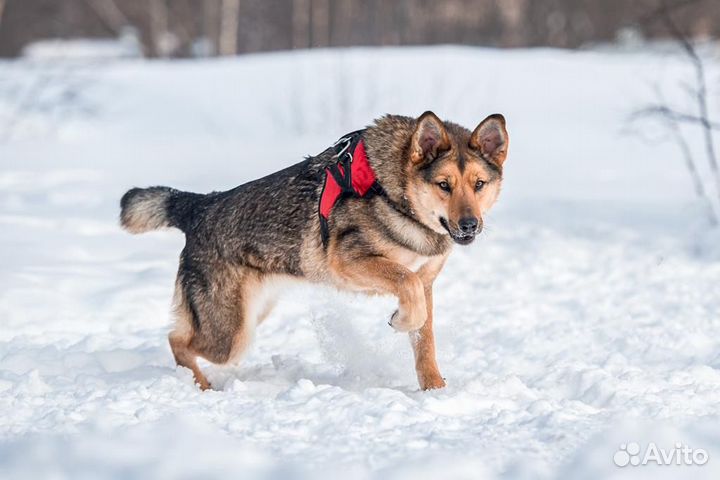 Собака в добрые руки