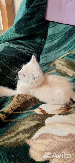 Кошки бесплатно