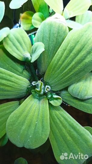 Водоросли для аквариума