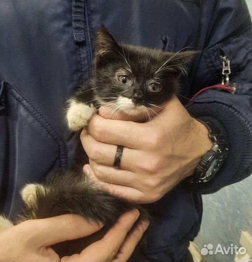 Черный котеночек