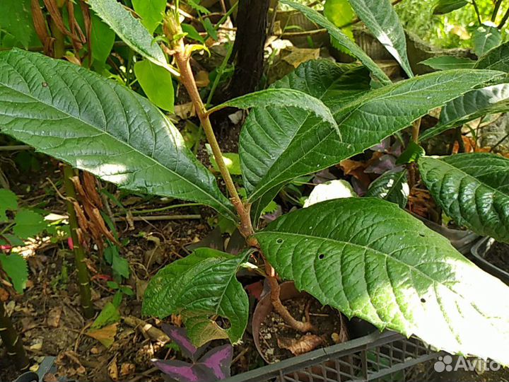 Мушмула,ежевика, кипрский базилик