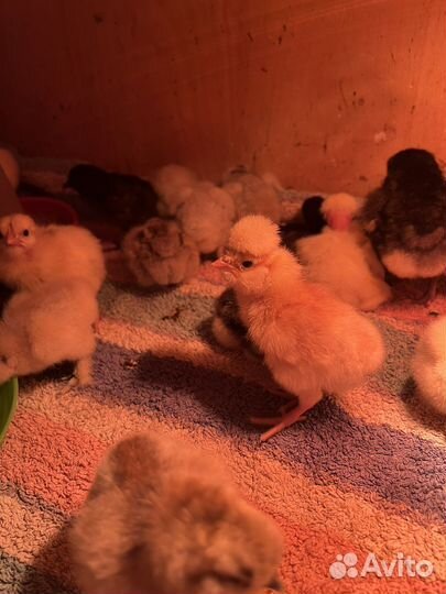 Цыплята суточные и месячные