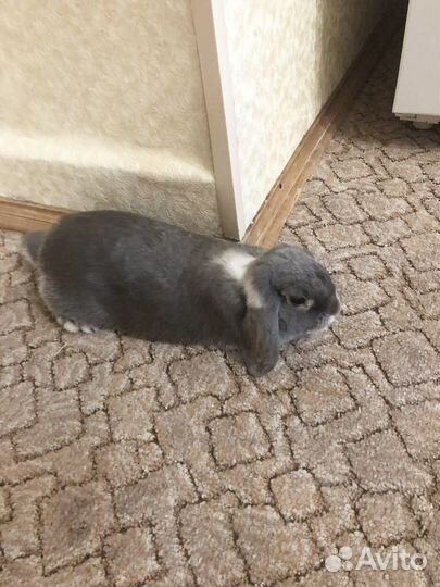 Кролик декоративный вислоухий