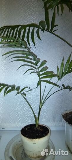 Хамедорея пальма